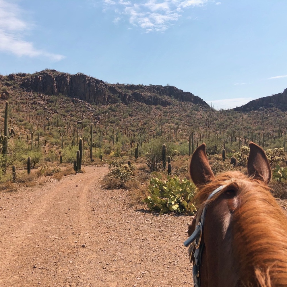 Meet your Posher, Aurelia